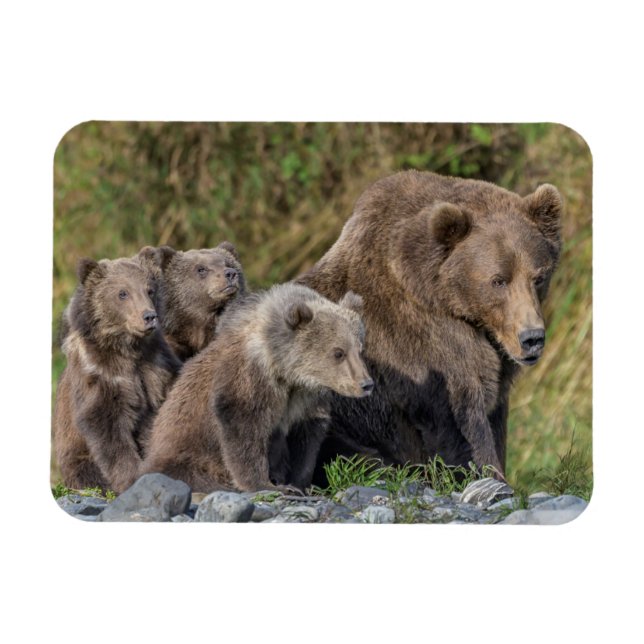 Niedliche Kleintiere | Kodiak Mama Bear & Cubs Magnet (Horizontal)