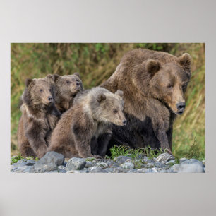 Niedliche Kleintiere   Kodiak Mama Bear & Cubs Poster