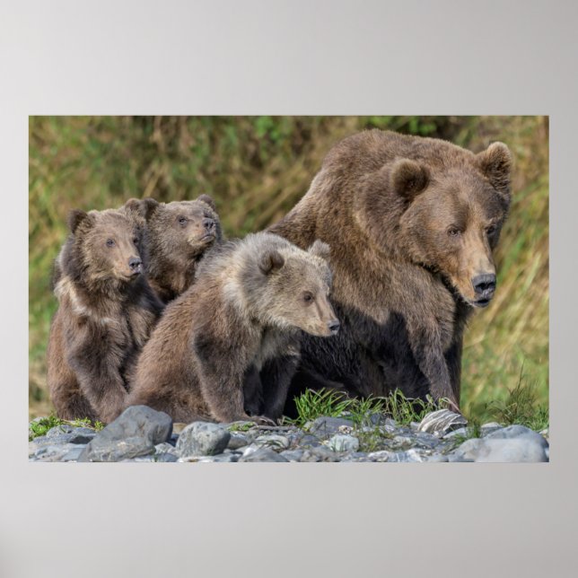 Niedliche Kleintiere | Kodiak Mama Bear & Cubs Poster (Vorne)