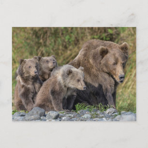 Niedliche Kleintiere   Kodiak Mama Bear & Cubs Postkarte