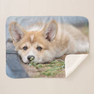 Niedliche Kleintiere   Korgi Lay in der Werft Sherpadecke