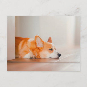 Niedliche Kleintiere   Korgi Schlafen Postkarte