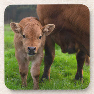 Niedliche Kleintiere   Kuh und Kalb Getränkeuntersetzer