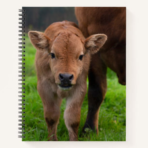 Niedliche Kleintiere   Kuh und Kalb Notizbuch