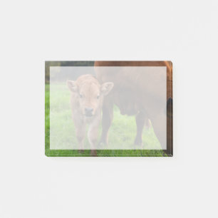 Niedliche Kleintiere   Kuh und Kalb Post-it Klebezettel