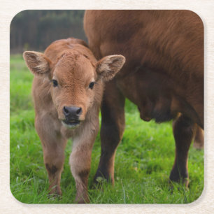 Niedliche Kleintiere   Kuh und Kalb Rechteckiger Pappuntersetzer
