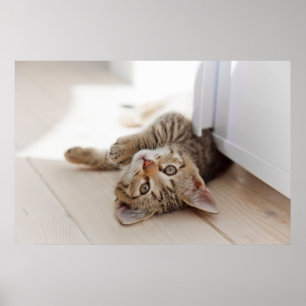 Niedliche Kleintiere   Kurzhaar Tabby Kitten Poster