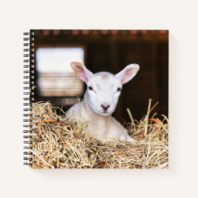 Niedliche Kleintiere | Lamm Notizbuch (Vorderseite)