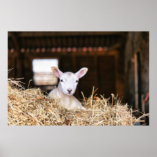 Niedliche Kleintiere | Lamm Poster (Vorne)