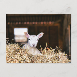 Niedliche Kleintiere Lamm Postkarte