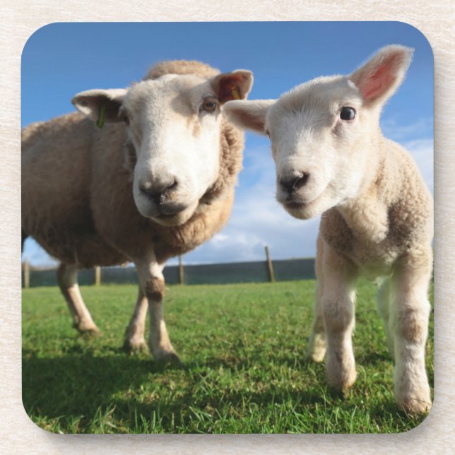 Niedliche Kleintiere | Lamm und Mama Getränkeuntersetzer (Vorderseite)
