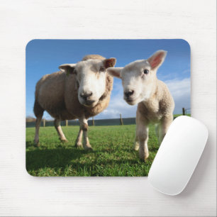 Niedliche Kleintiere   Lamm und Mama Mousepad
