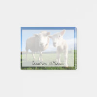 Niedliche Kleintiere | Lamm und Mama