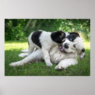 Niedliche Kleintiere   Landseer Puppy Poster
