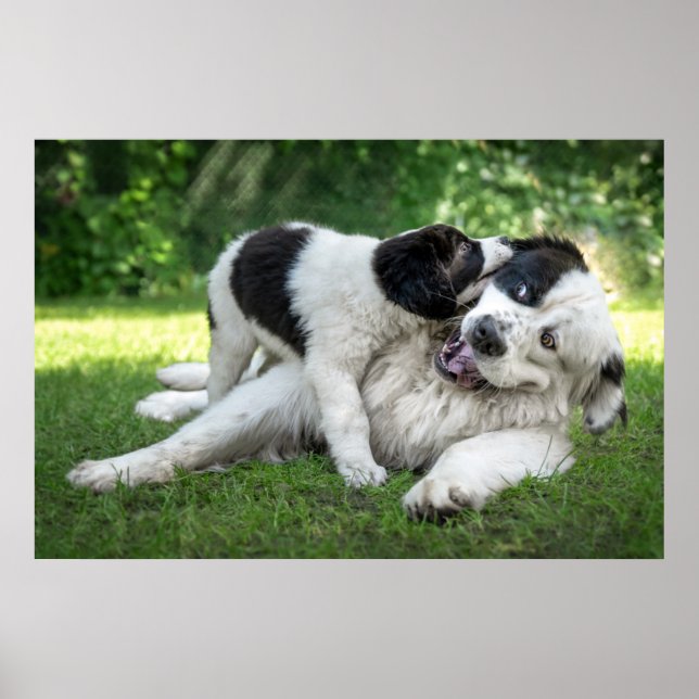 Niedliche Kleintiere | Landseer Puppy Poster (Vorne)