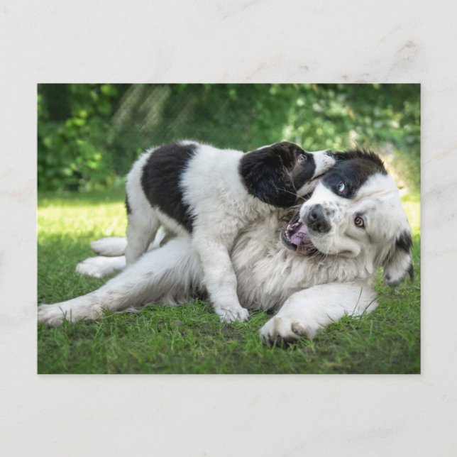 Niedliche Kleintiere | Landseer Puppy Postkarte (Vorderseite)
