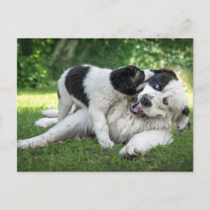 Niedliche Kleintiere   Landseer Puppy Postkarte