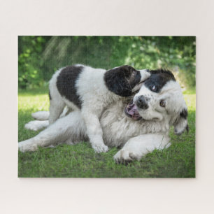 Niedliche Kleintiere   Landseer Puppy Puzzle
