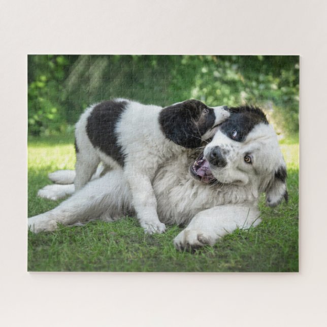 Niedliche Kleintiere | Landseer Puppy Puzzle (Horizontal)