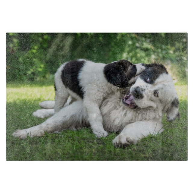 Niedliche Kleintiere | Landseer Puppy Schneidebrett (Vorderseite)