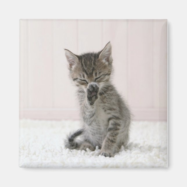 Niedliche Kleintiere | Licking Tabby Kitten Magnet (Vorne)