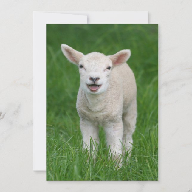 Niedliche Kleintiere | Lil Lamb Dankeskarte (Vorderseite)