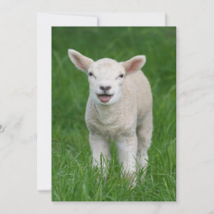Niedliche Kleintiere Lil Lamb Dankeskarte