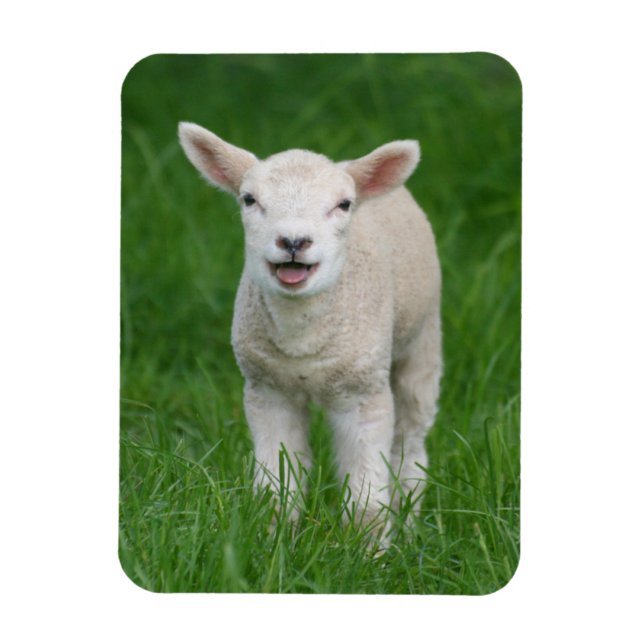Niedliche Kleintiere | Lil Lamb Magnet (Vertikal)