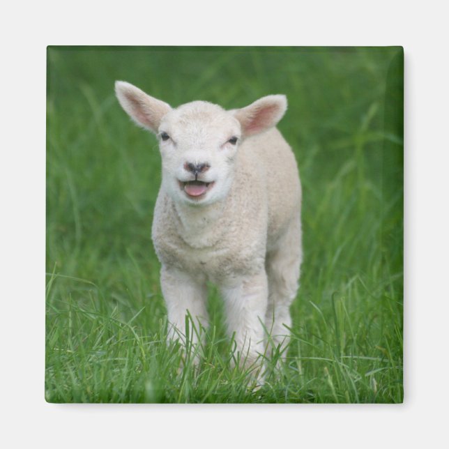 Niedliche Kleintiere | Lil Lamb Magnet (Vorne)