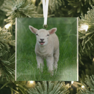 Niedliche Kleintiere | Lil Lamb Ornament Aus Glas