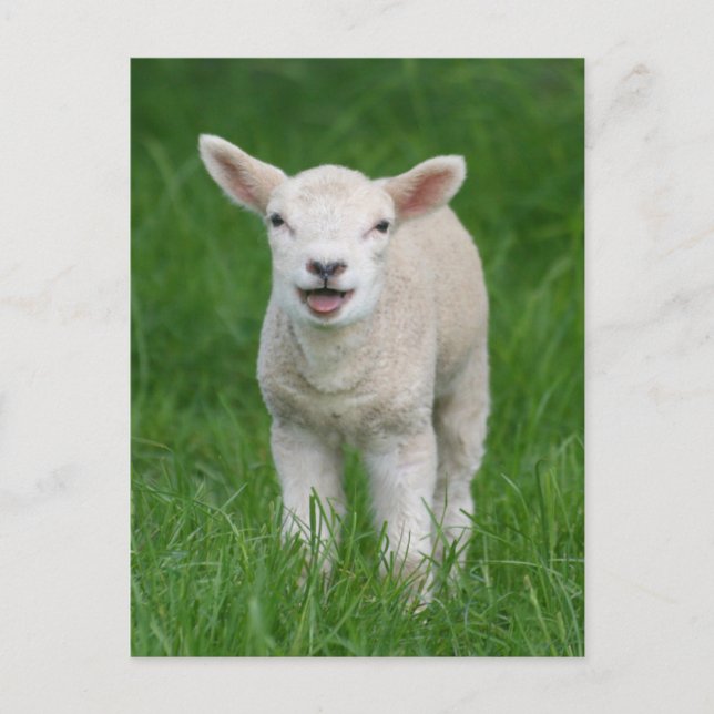 Niedliche Kleintiere | Lil Lamb Postkarte (Vorderseite)