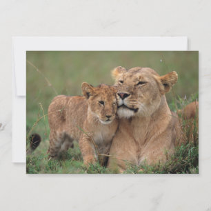 Niedliche Kleintiere   Lion Cub & Mother Dankeskarte