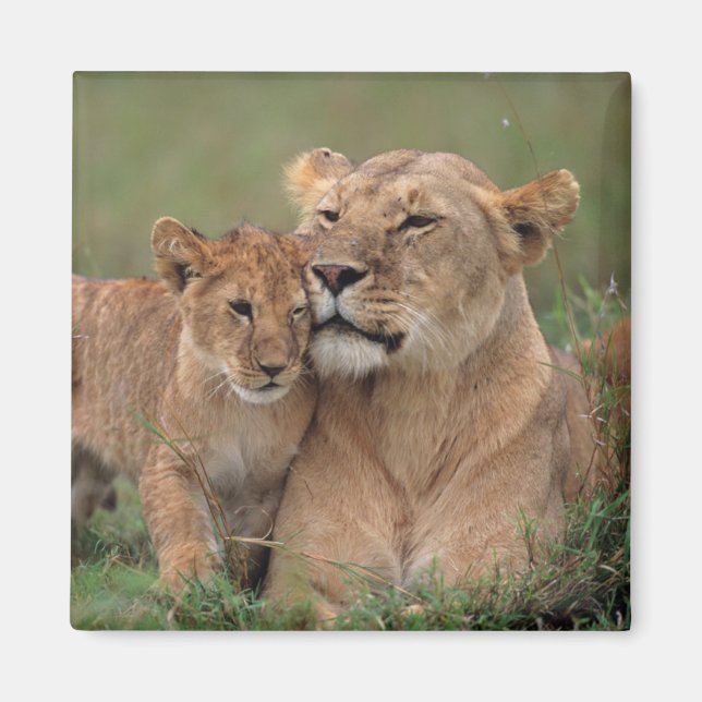 Niedliche Kleintiere | Lion Cub & Mother Magnet (Vorne)