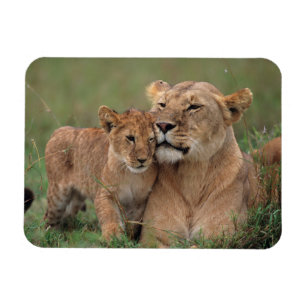 Niedliche Kleintiere   Lion Cub & Mother Magnet