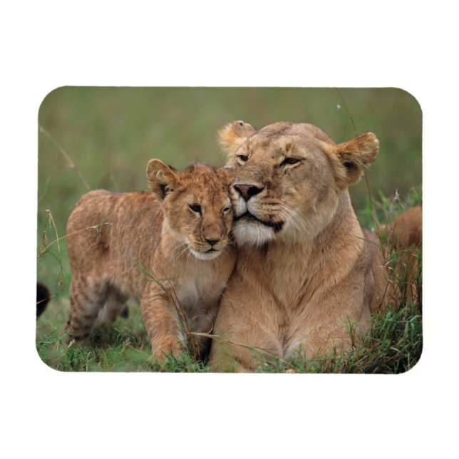 Niedliche Kleintiere | Lion Cub & Mother Magnet (Horizontal)