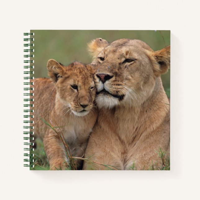 Niedliche Kleintiere | Lion Cub & Mother Notizbuch (Vorderseite)