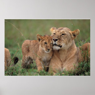 Niedliche Kleintiere   Lion Cub & Mother Poster