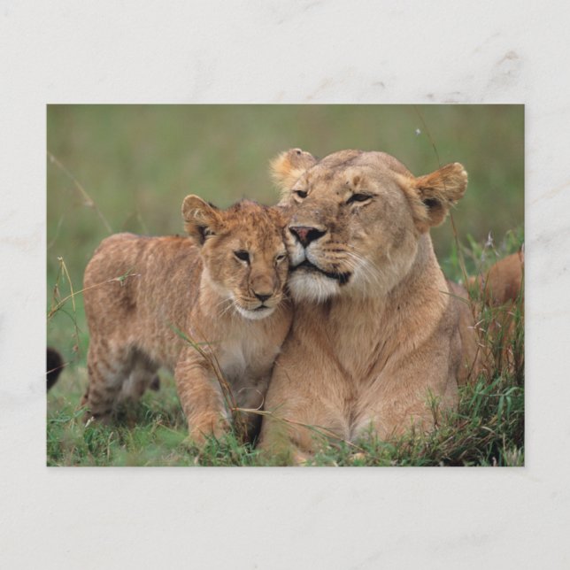 Niedliche Kleintiere | Lion Cub & Mother Postkarte (Vorderseite)