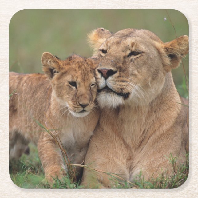 Niedliche Kleintiere | Lion Cub & Mother Rechteckiger Pappuntersetzer (Vorderseite)