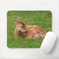 Niedliche Kleintiere | Little Fawn