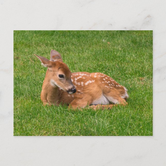 Niedliche Kleintiere | Little Fawn Postkarte (Vorderseite)