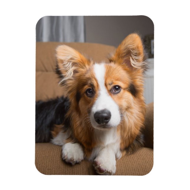 Niedliche Kleintiere | Long Hair Corgi Puppy Magnet (Vertikal)