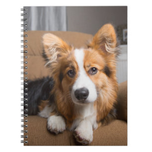 Niedliche Kleintiere Long Hair Corgi Puppy Notizblock