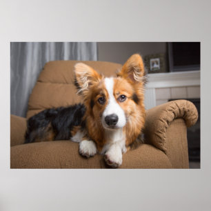 Niedliche Kleintiere Long Hair Corgi Puppy Poster