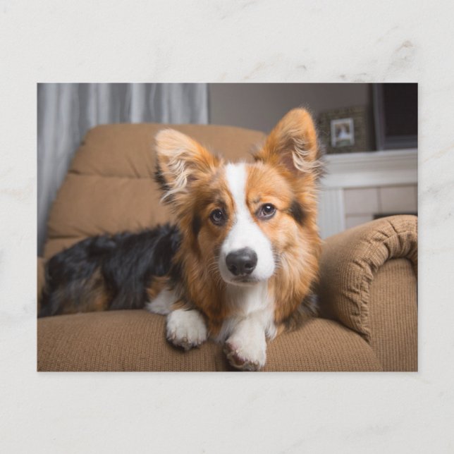 Niedliche Kleintiere | Long Hair Corgi Puppy Postkarte (Vorderseite)