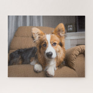 Niedliche Kleintiere Long Hair Corgi Puppy Puzzle