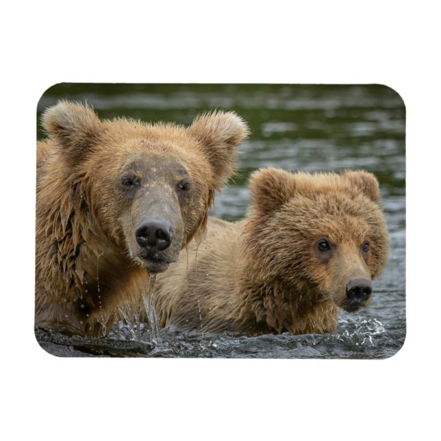 Niedliche Kleintiere | Mama Bear & Ihre Cubs Magnet (Horizontal)