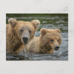 Niedliche Kleintiere   Mama Bear & Ihre Cubs Postkarte