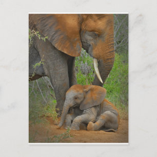 Niedliche Kleintiere   Mama Elephant & Baby Postkarte