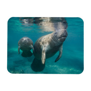 Niedliche Kleintiere   Manatee & Baby Magnet